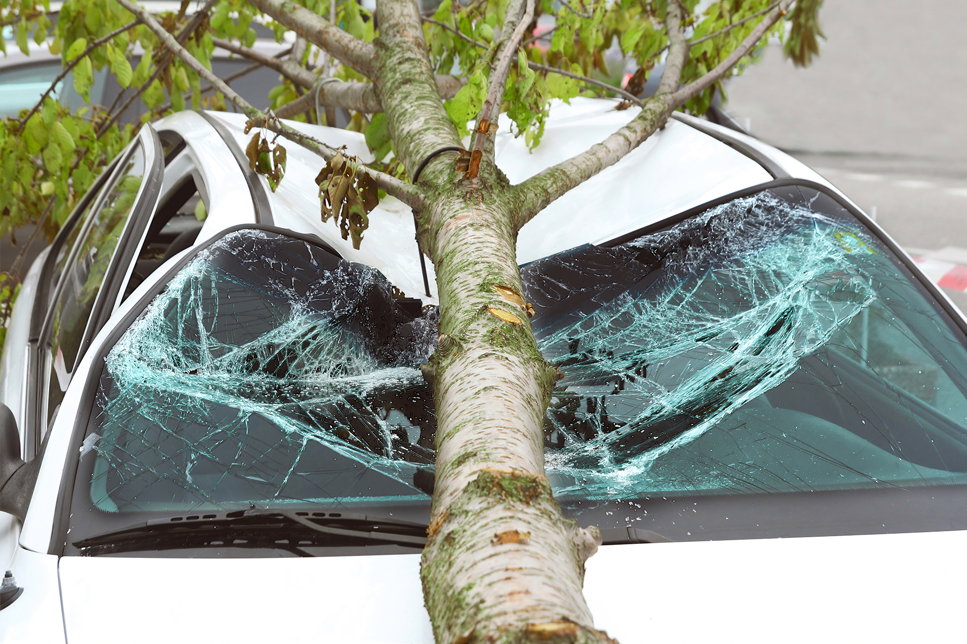 Tree Liability Risk Involves a Duty of Care Owed to Those Who May Be Harmed By Trees